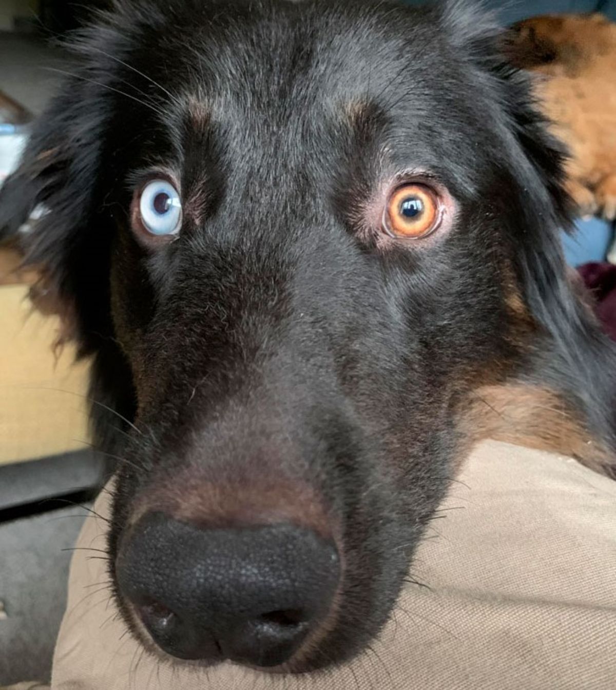 black dog with one light blue eye and a brown eye
