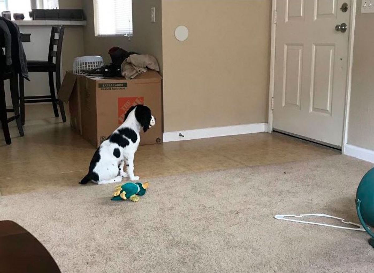 black and white puppy sitting staring at a white front door next to a green and yellow stuffed toy
