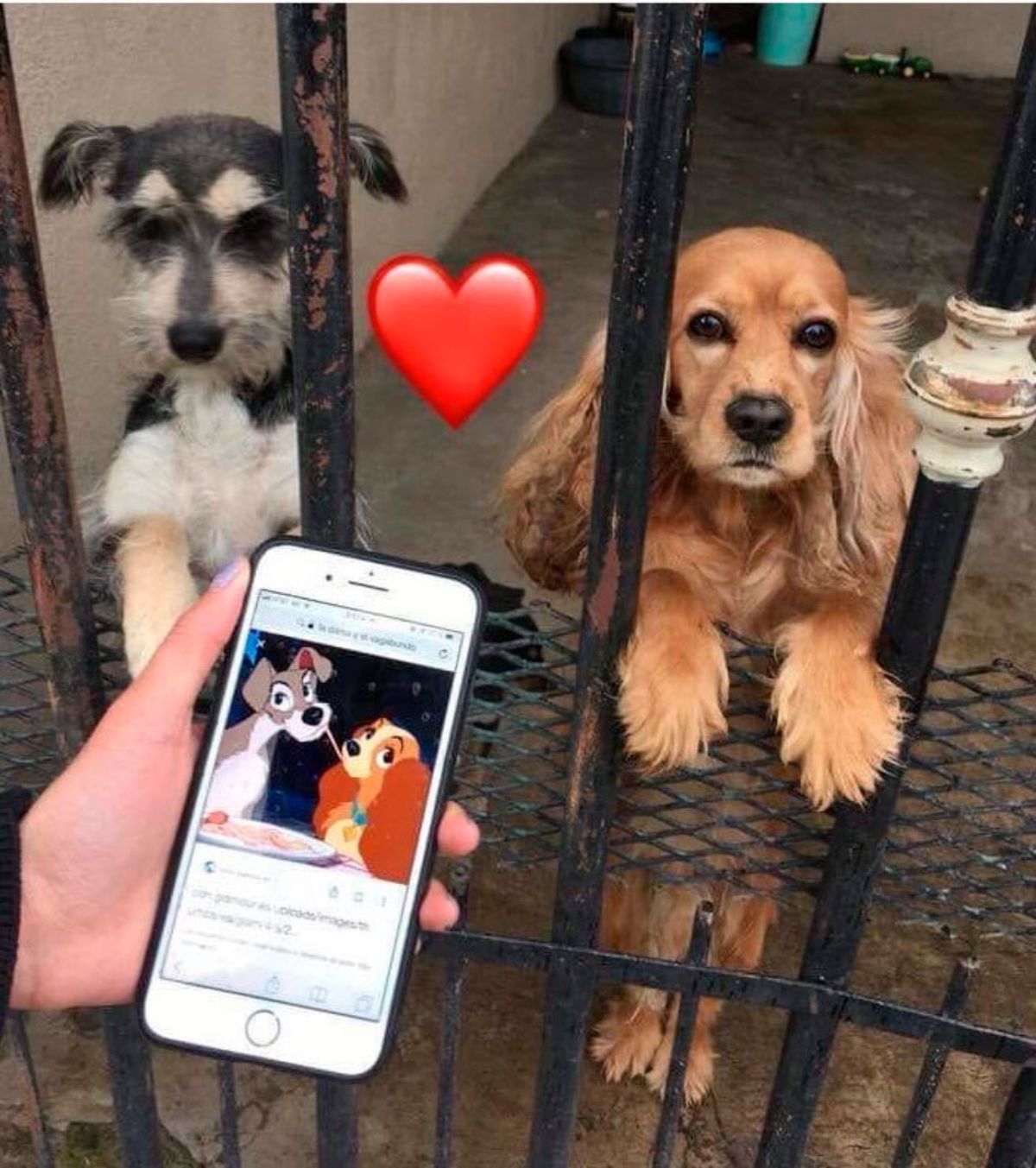 black and white terrier and brown spaniel standing on hind legs at a gate with a red heart emoji and someone showing a photo of the 2 dogs from the lady and the tramp