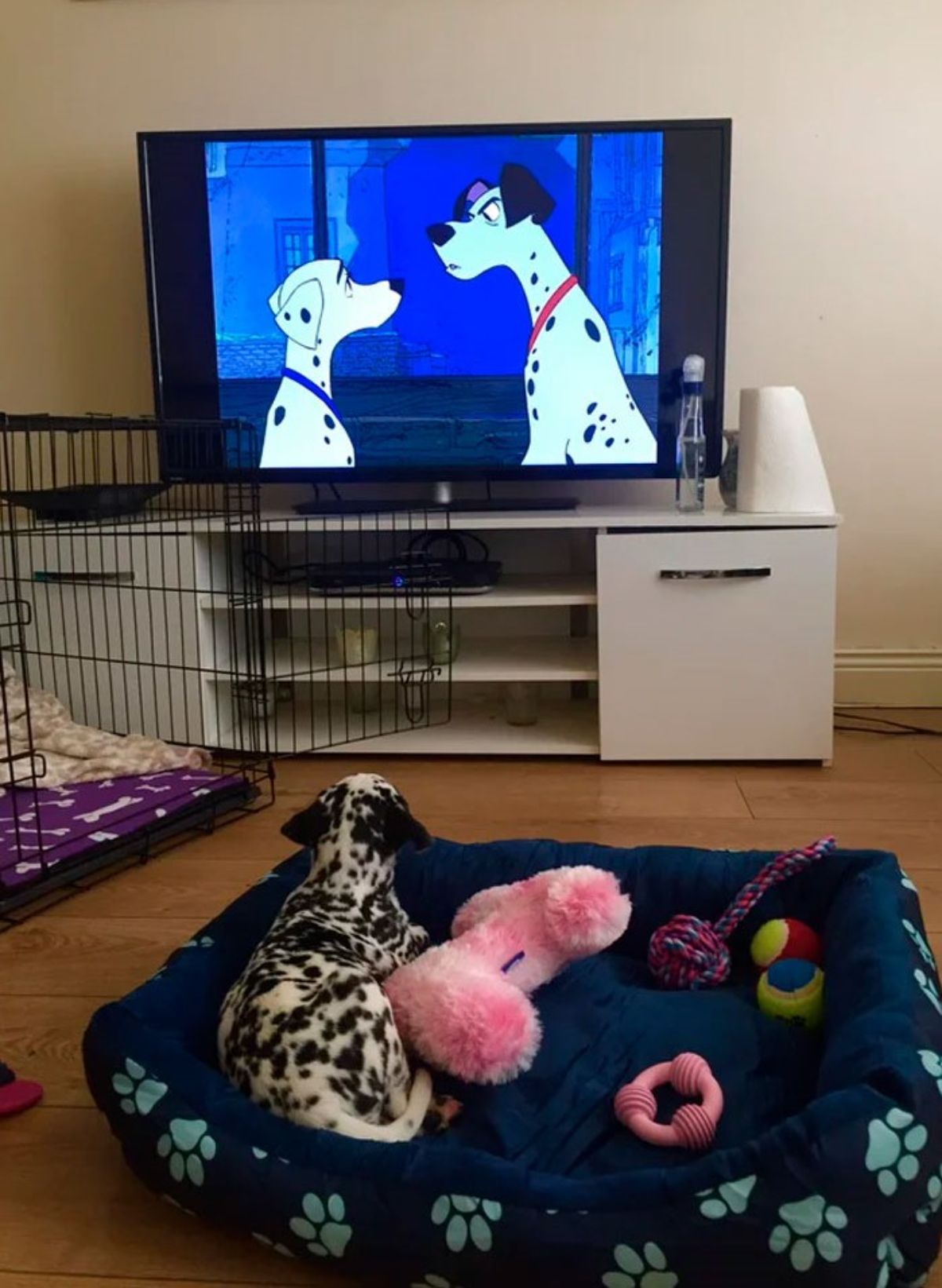 dalmation puppy laying on a blue dog bed next to a bunch of dog toys next to a dog cage watching 101 dalmations the movie on a large television