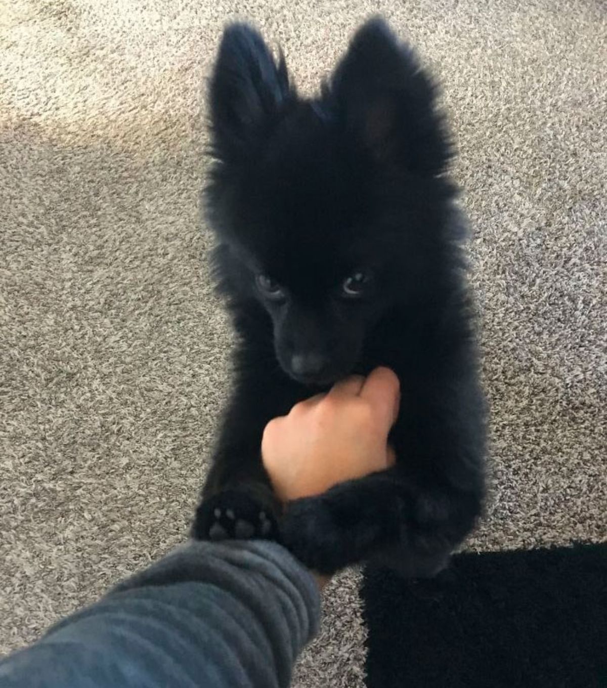 fluffy black puppy hugging the arm of the person petting the puppy