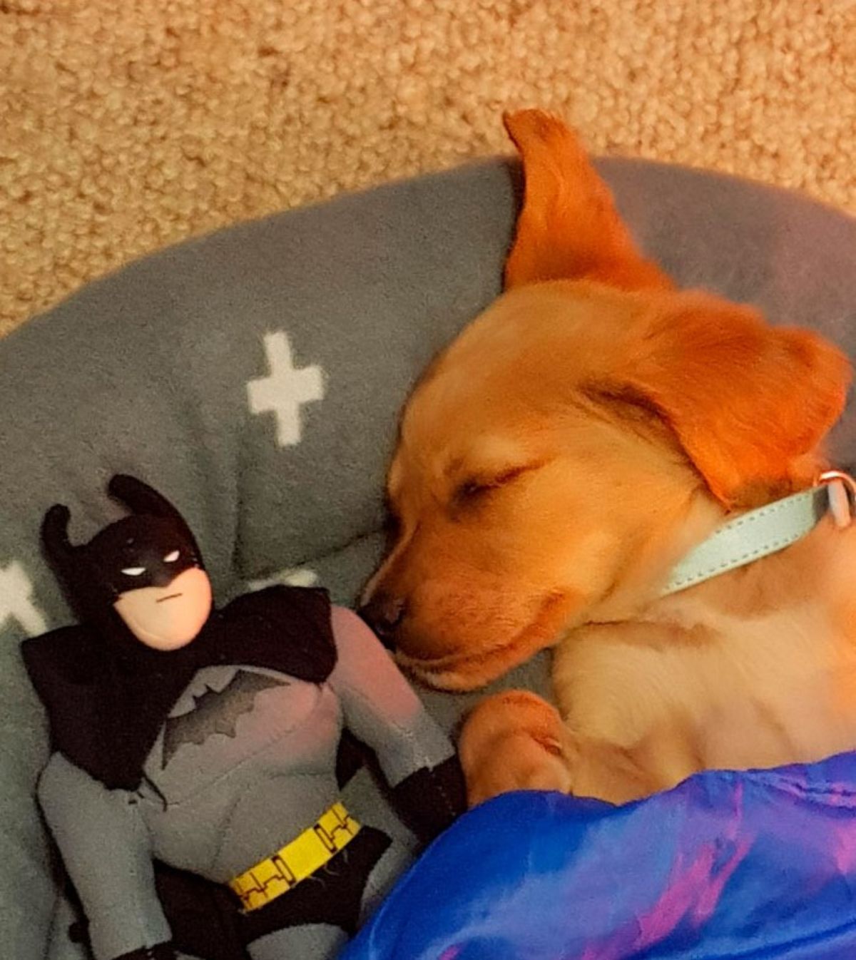 golden retriever puppy sleeping on a grey dog bed under a blue blanket next to a batman stuffed toy