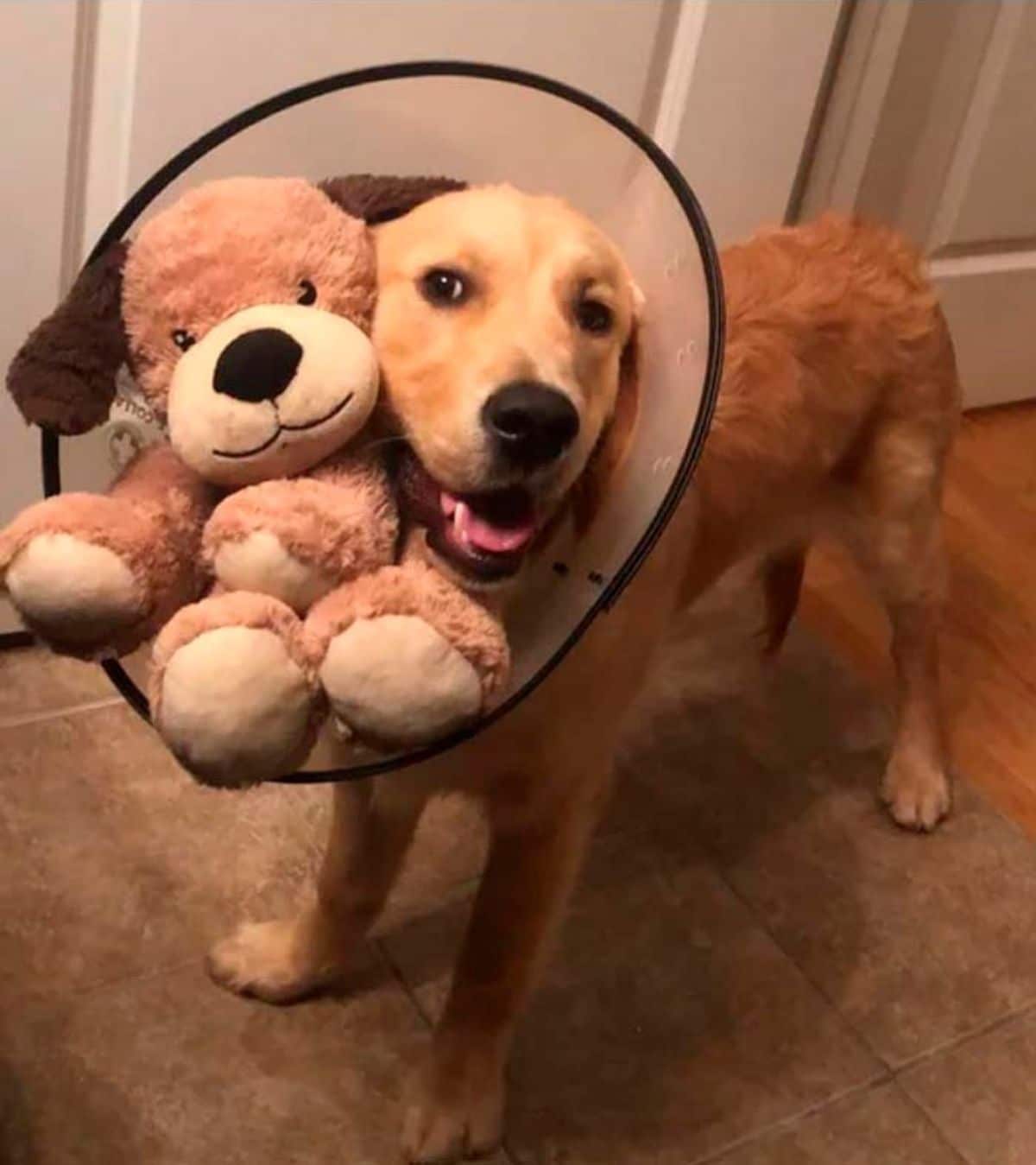 golden retriever standing wearing a plastic cone with a brown teddy bear in the cone next to the dog's face