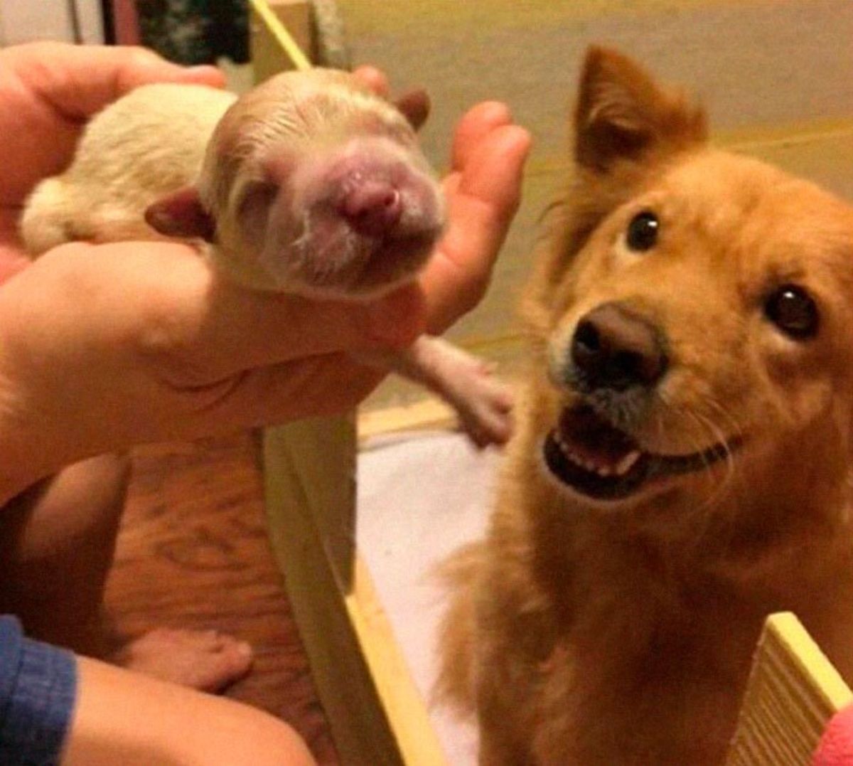 someone holding up a newborn golden retriever with an adult golden retriever sitting below and smiling proudly at the puppy