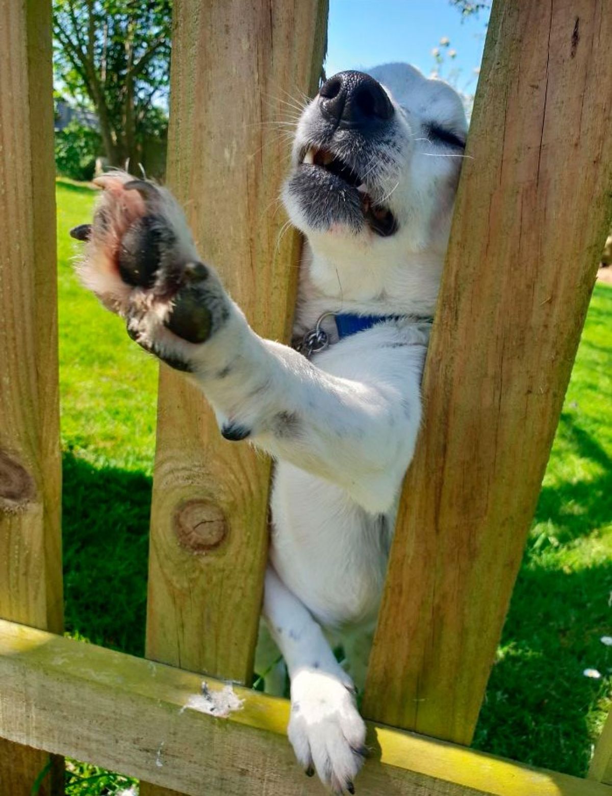 white dog reaching a leg and face through a wooden fence