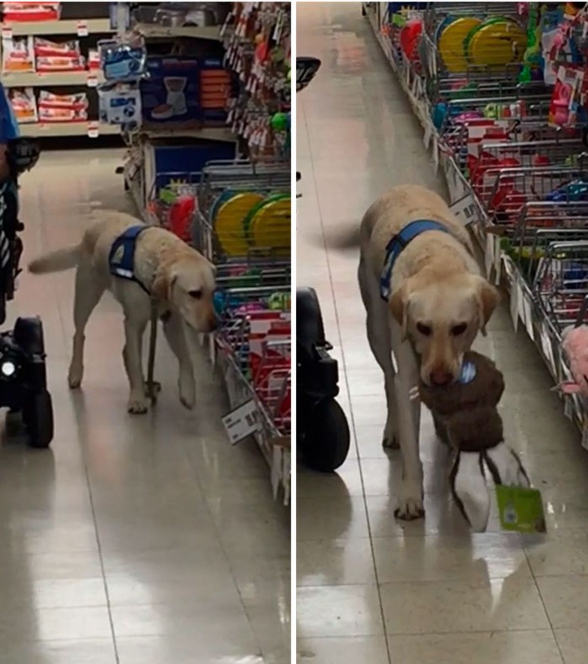 2 photos of a yellow labrador retriever with a blue service animal vest on inside a pet store picking out toys