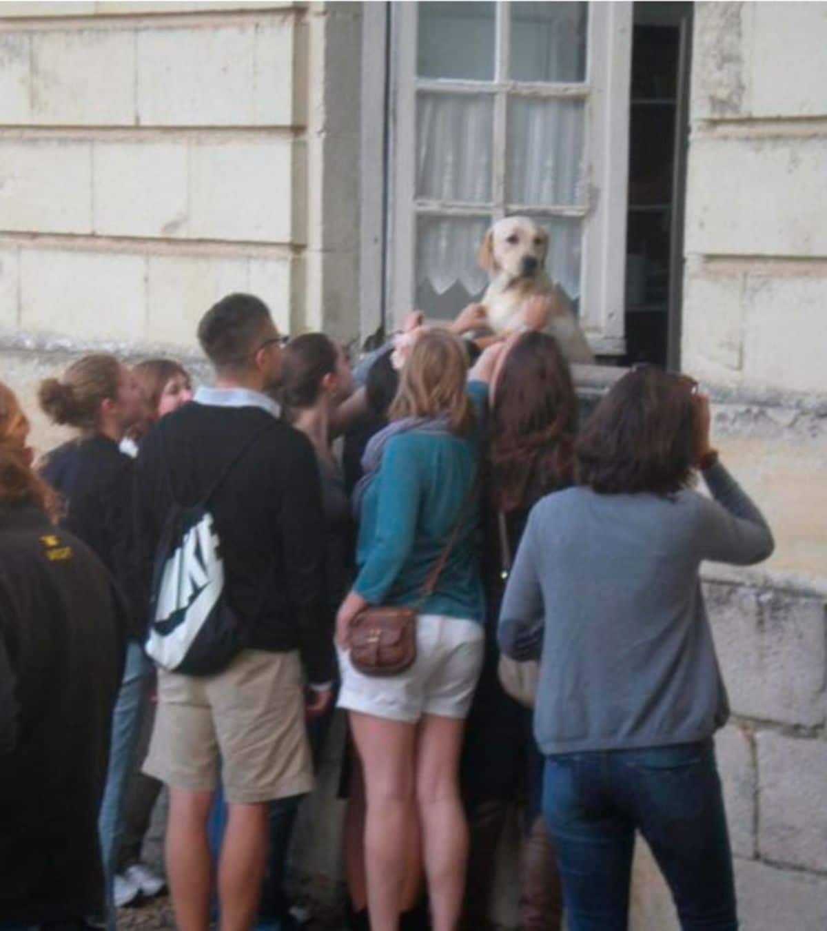 yellow labrador retriever hanging out over a castle window with people gathered around under the window petting the dog