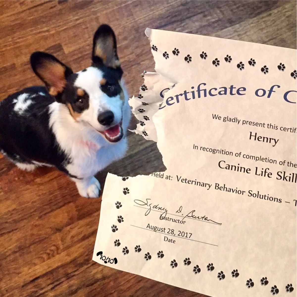 black and white dorgi sitting on wooden floor with someone holding up a partly bitten canine diploma