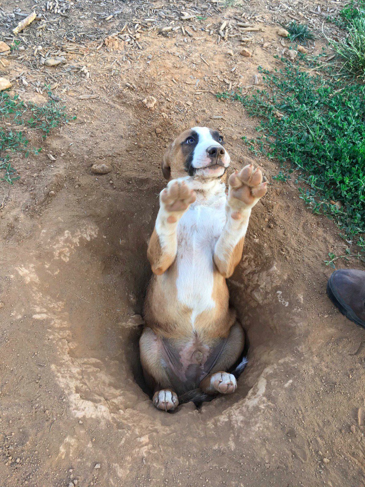 brown and white dog sitting inside a hole with the front legs extended up in a begging position