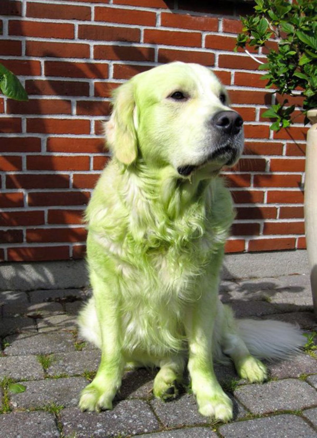 golden retriever sitting on the ground and the fur is tinted grass-green