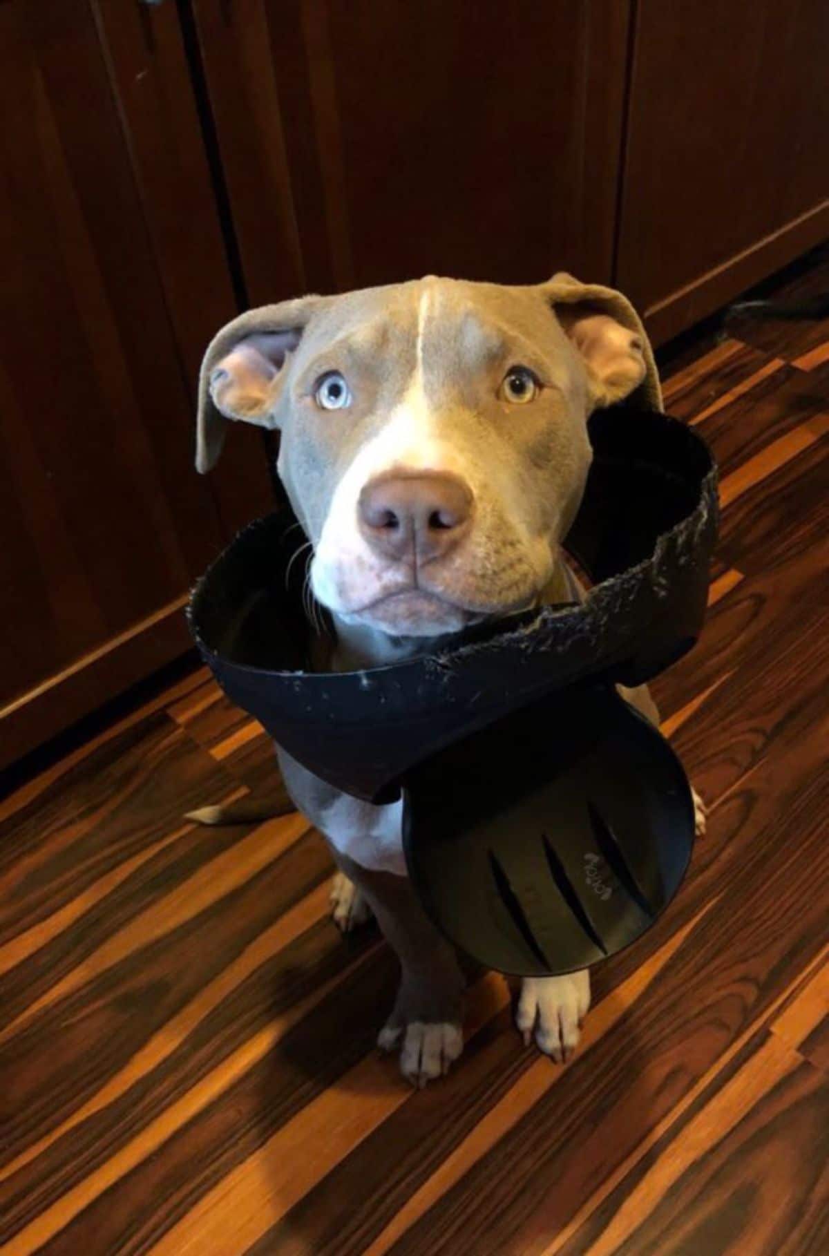 grey and white pitbull sitting on the floor with the top part of a trash can stuck around the neck