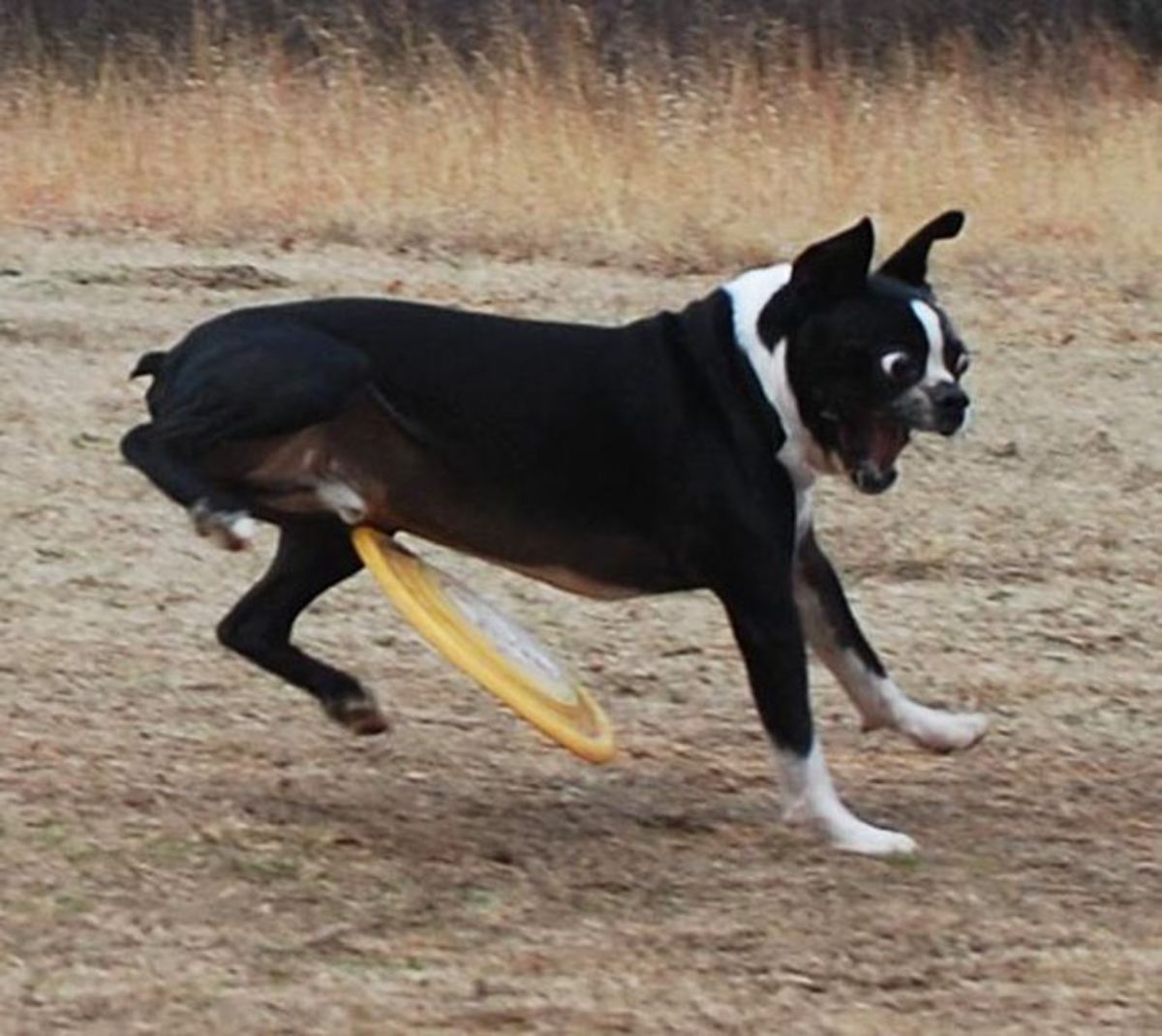 black and white french bulldog running with a yellow and white frisbee hitting its privates