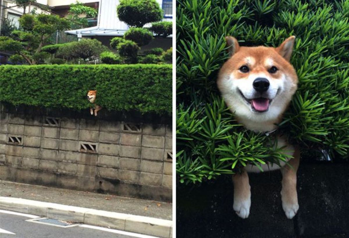 2 photos of a brown and white shiba inu stuck in a bush over a grey wall