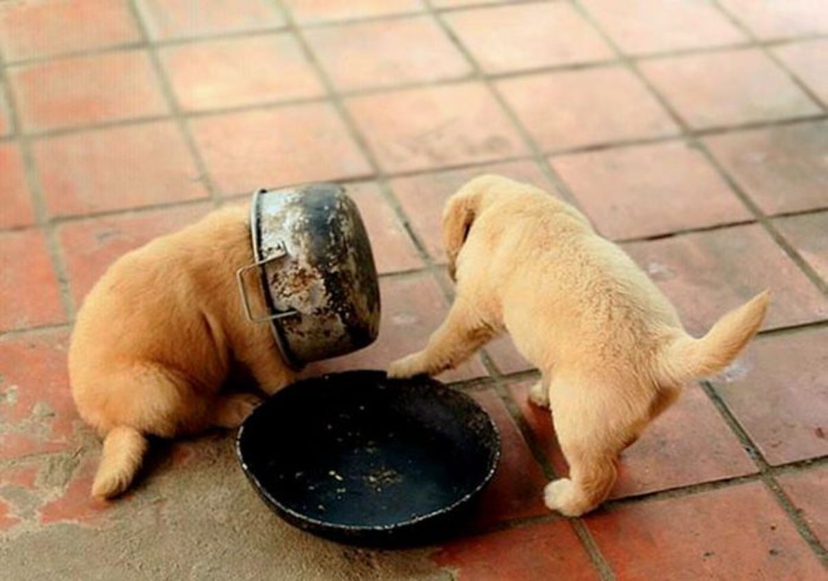 2 round brown puppies on the floor on either side of a black bowl with a silver and black bowl over one of the puppy's heads
