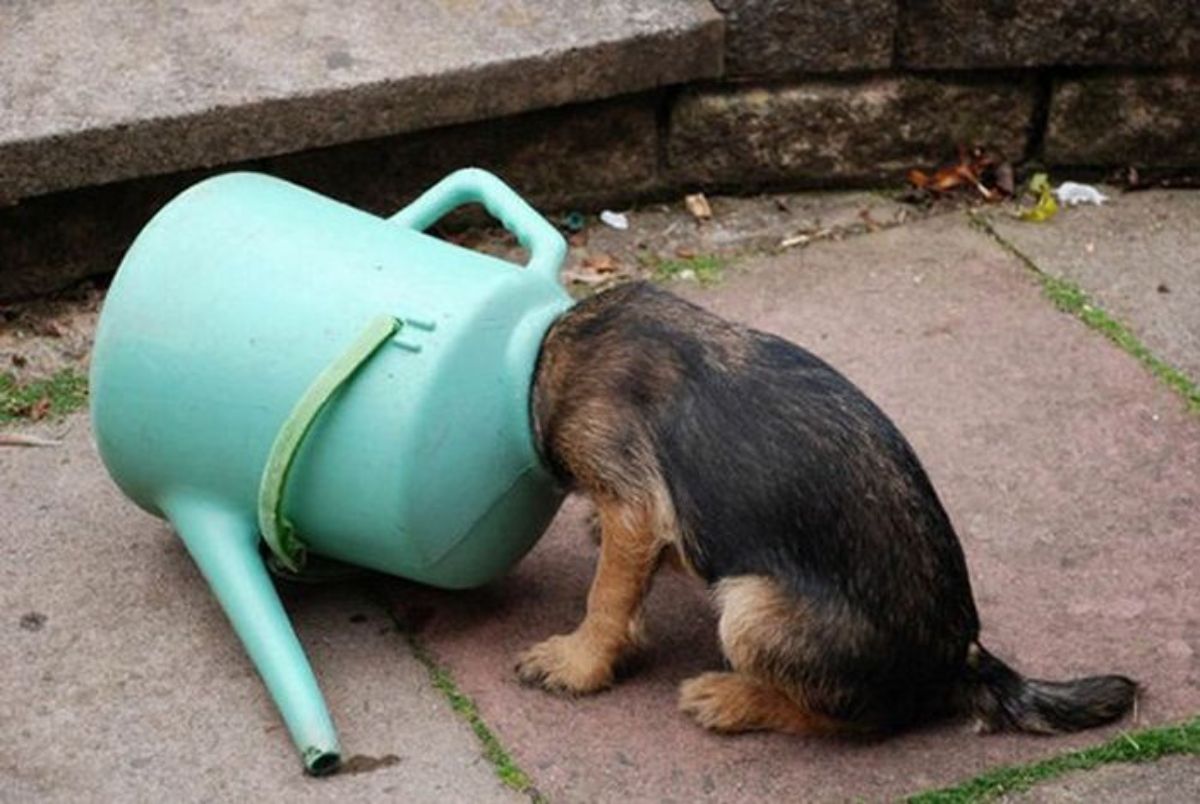 black and brown puppy with the head stuck inside a green plastic watering can