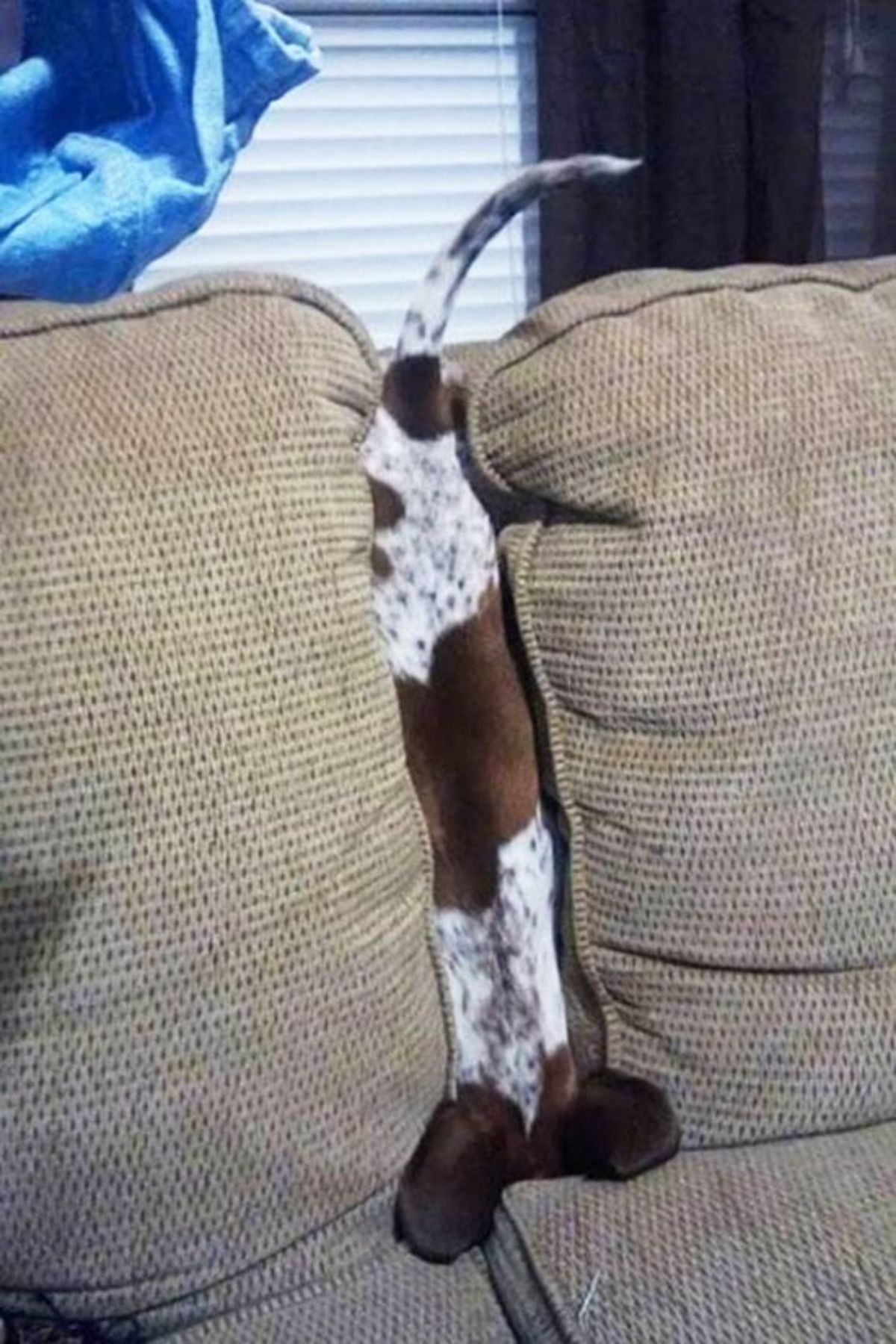 small brown and white dog stuck face-first between two couch cushions