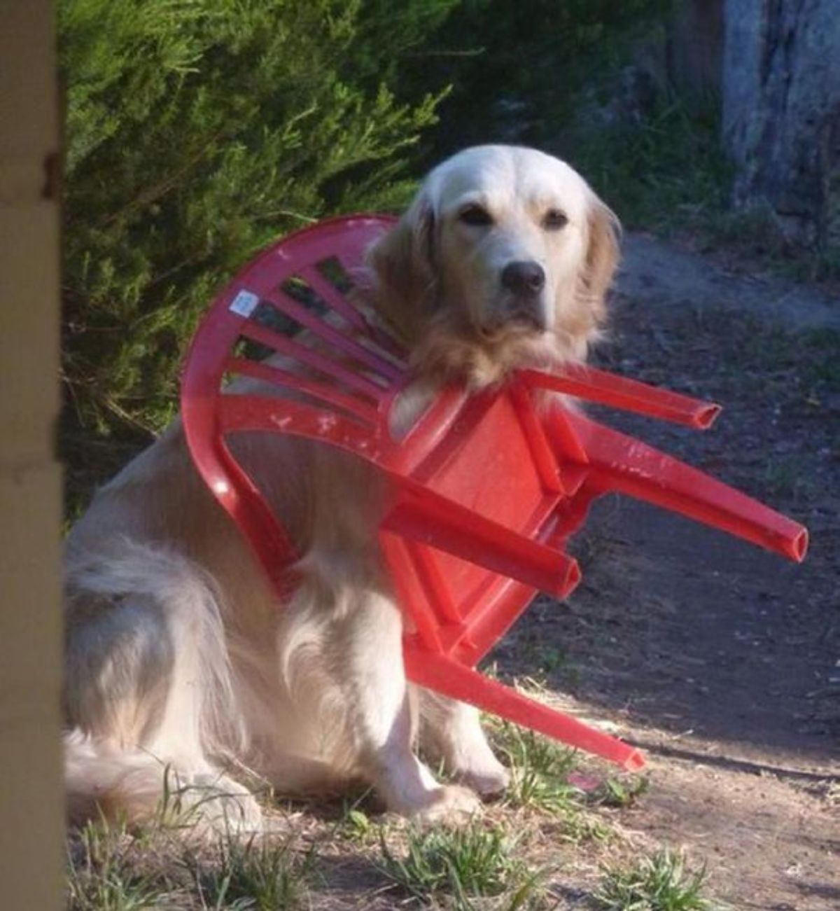 golden retriever sitting on the ground with a the head stuck through a red plastic chair