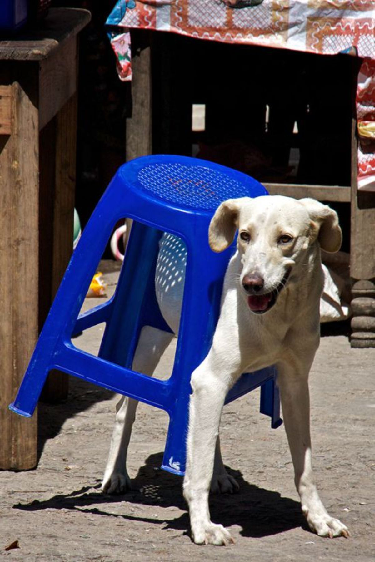 yellow labrador stuck with the body through a blue plastic stool