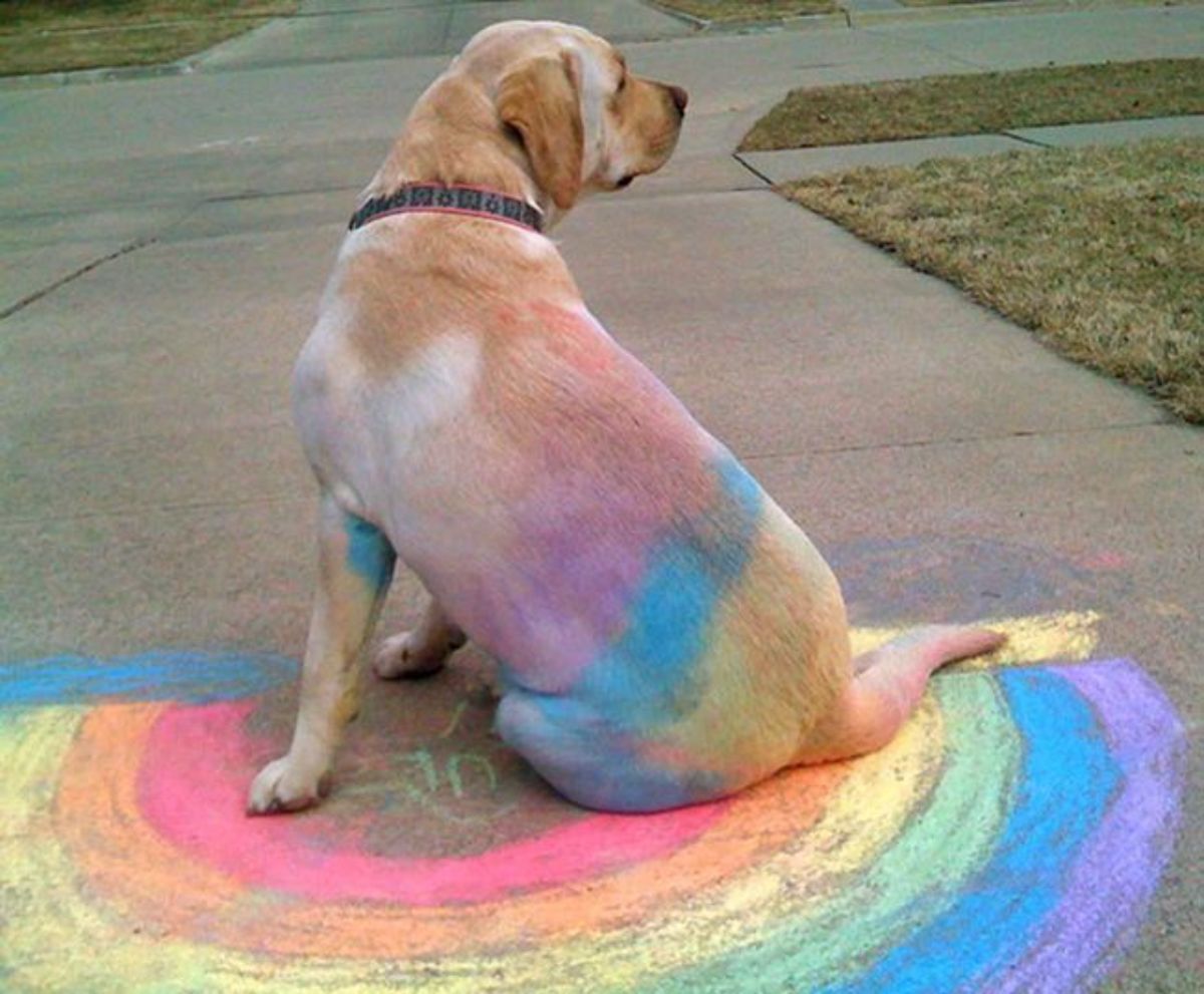 yellow labrador retriever sitting on a rainbow drawn with chalk on a sidewalk with the chalk on the dog's body