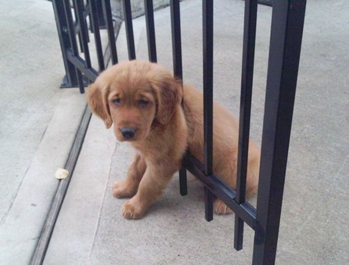 sad-looking golden retriever puppy sitting on the ground with the body stuck through a black gate