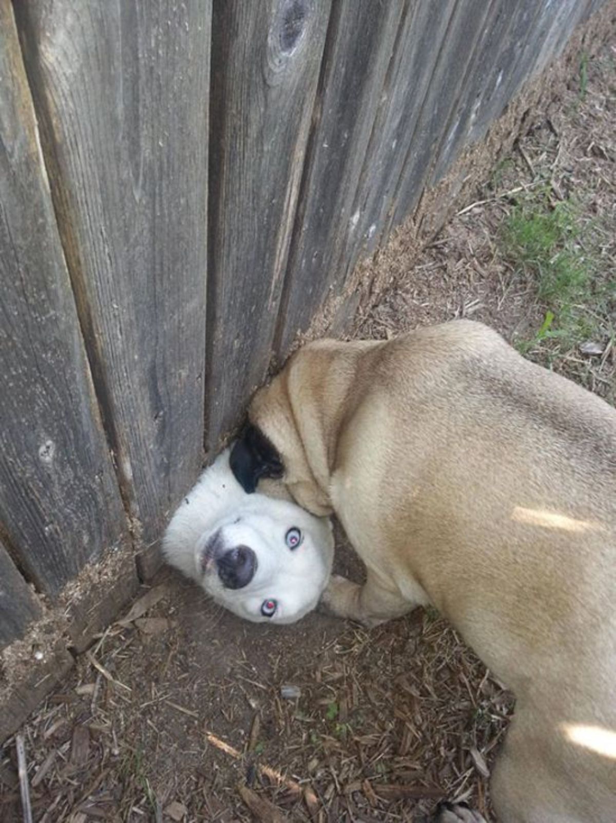 white dog peeking out from under a wooden fence with a brown pug sniffing the dog