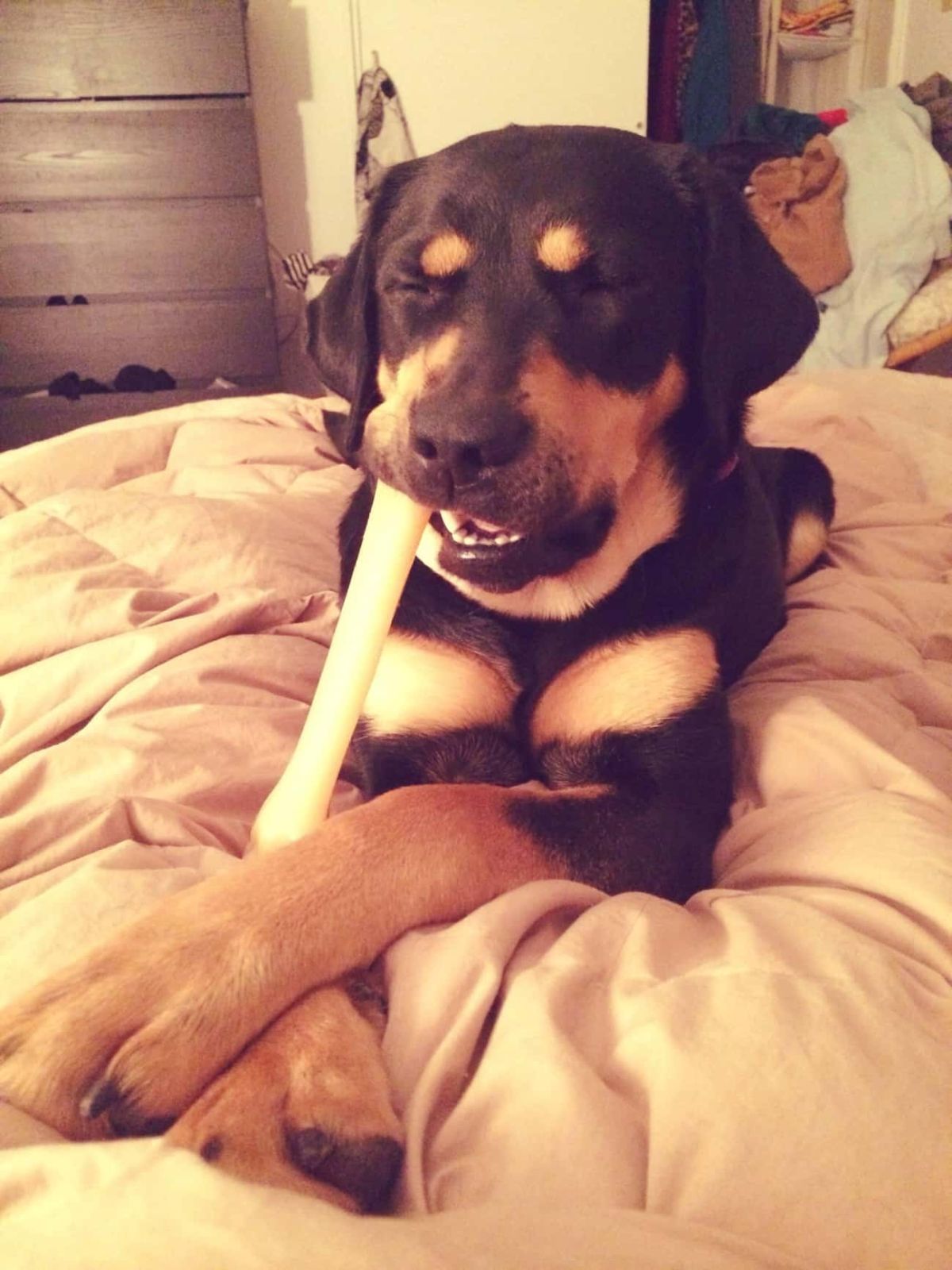 black and brown dog sleeping on white bed with white bone partially in its mouth