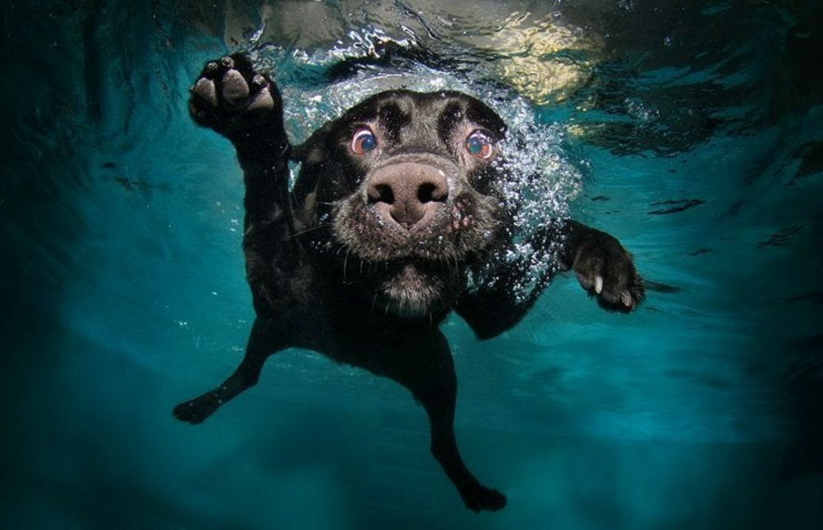 black labrador retriever underwater with eyes widened and the jowls moving up slightly