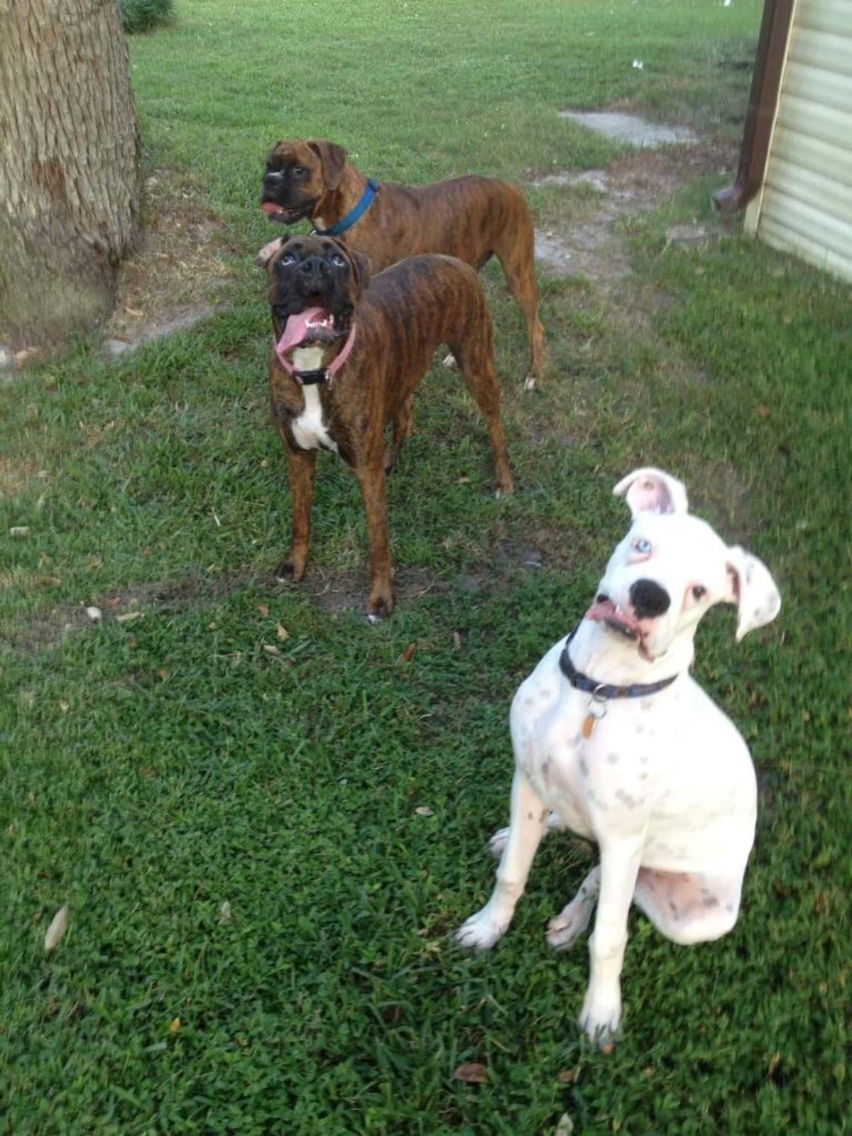 1 brown boxer and 1 brown and white boxer standing and 1 white dog sitting with their tongues sticking out