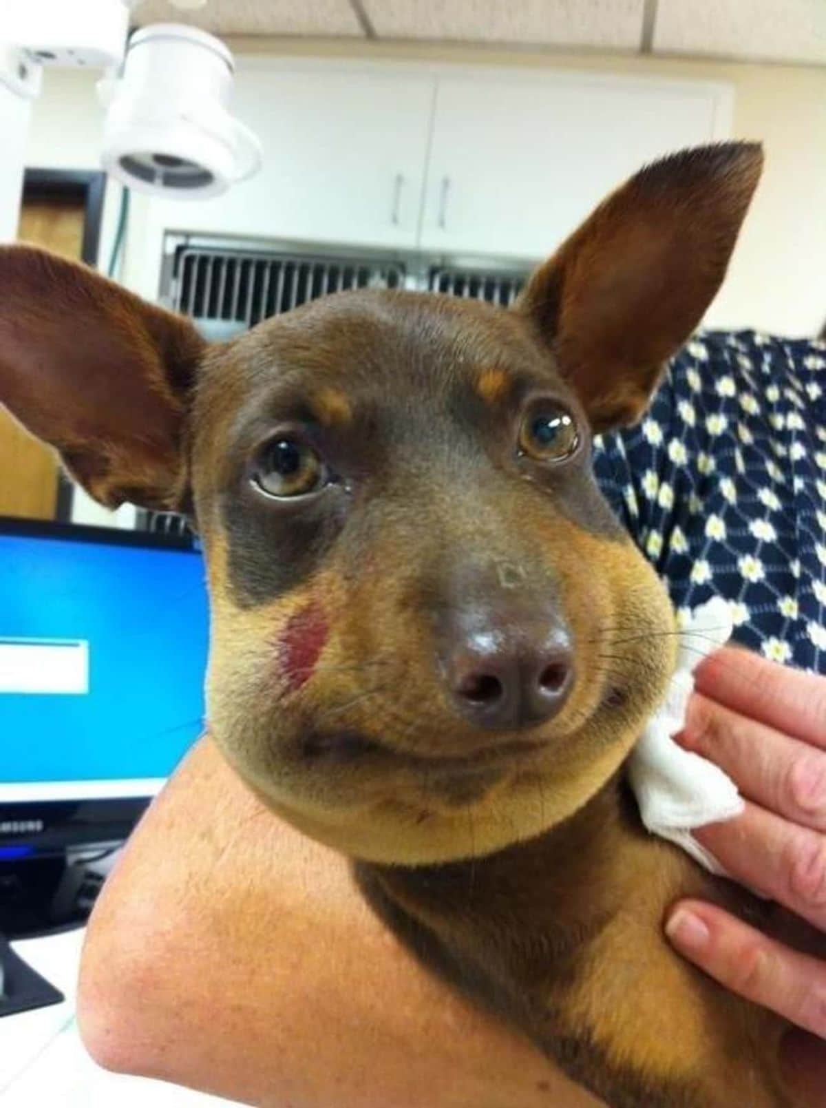 black and brown puppy with swollen mouth held by someone