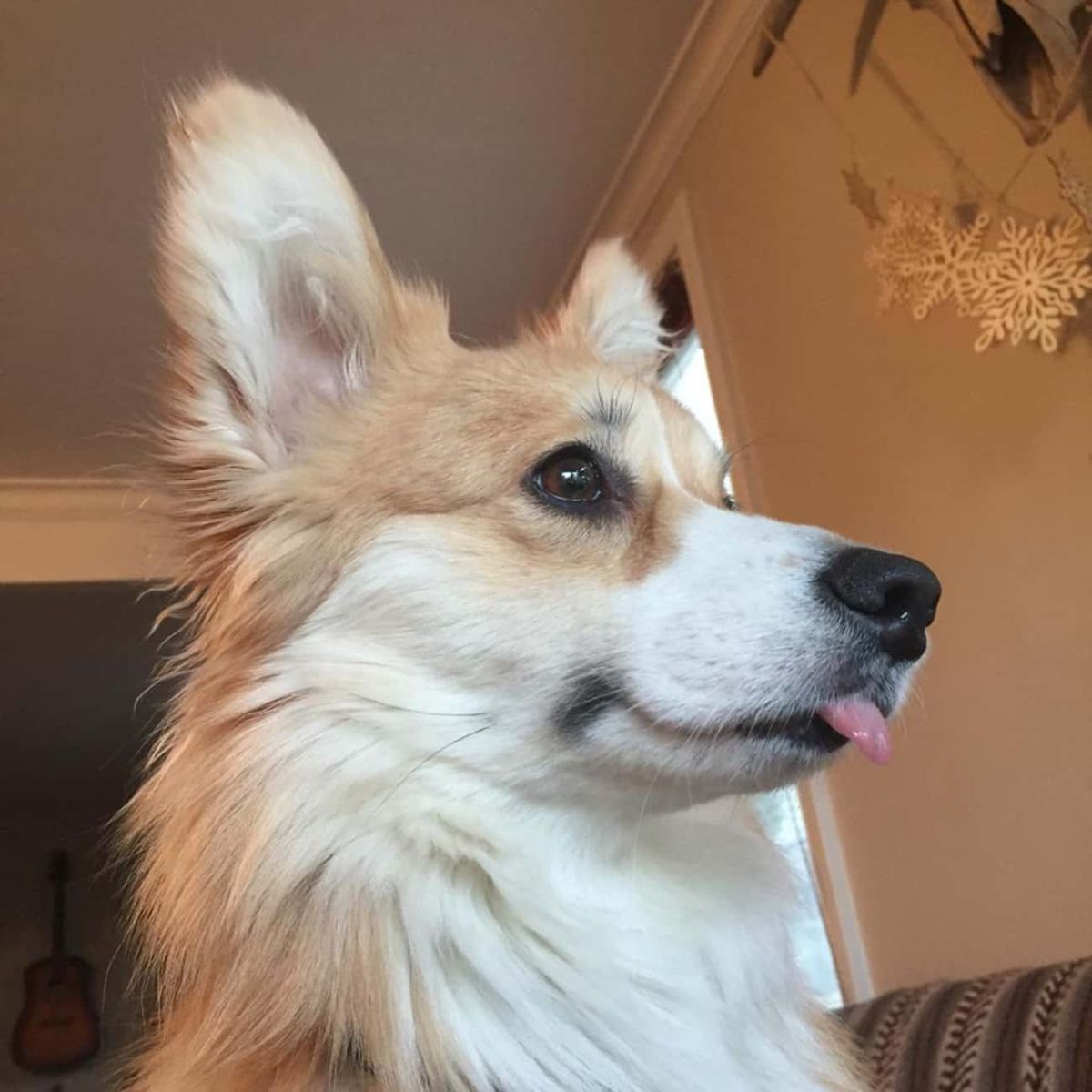 brown and white corgi looking to the right with the tongue sticking out