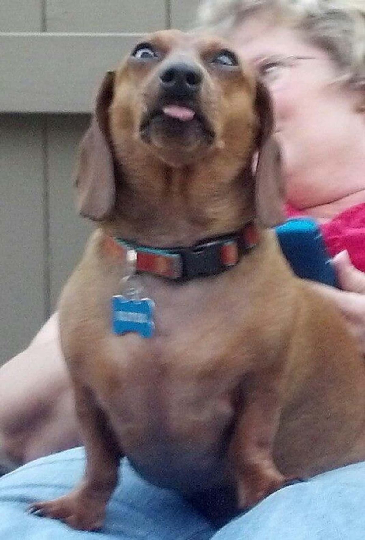 brown dachshund with tongue sticking out slightly being held by someone