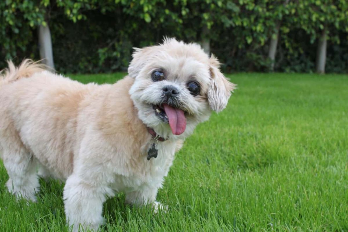 brown and white fluffy dog standing on grass with head tilted and tongue sticking out