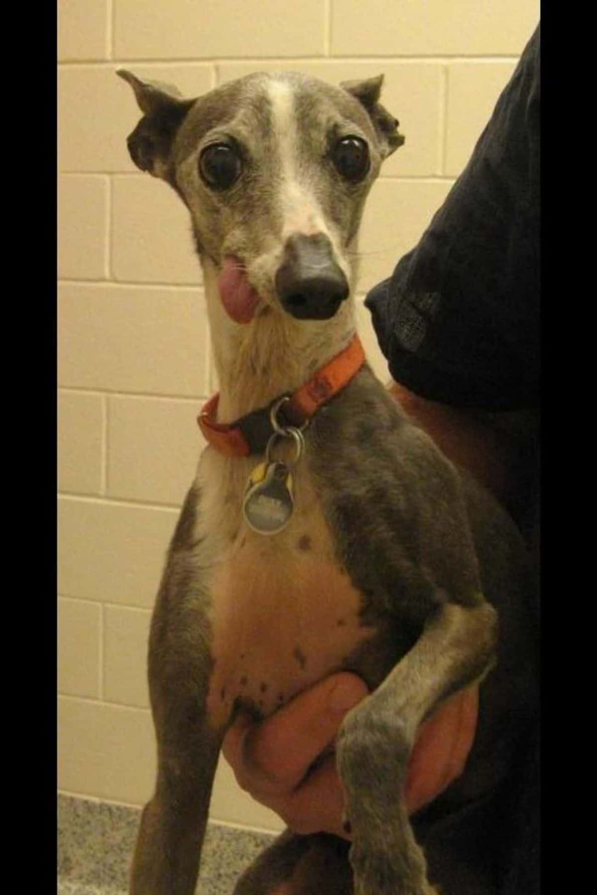 grey and white italian greyhound being held by someone while it is sticking its tongue out slightly