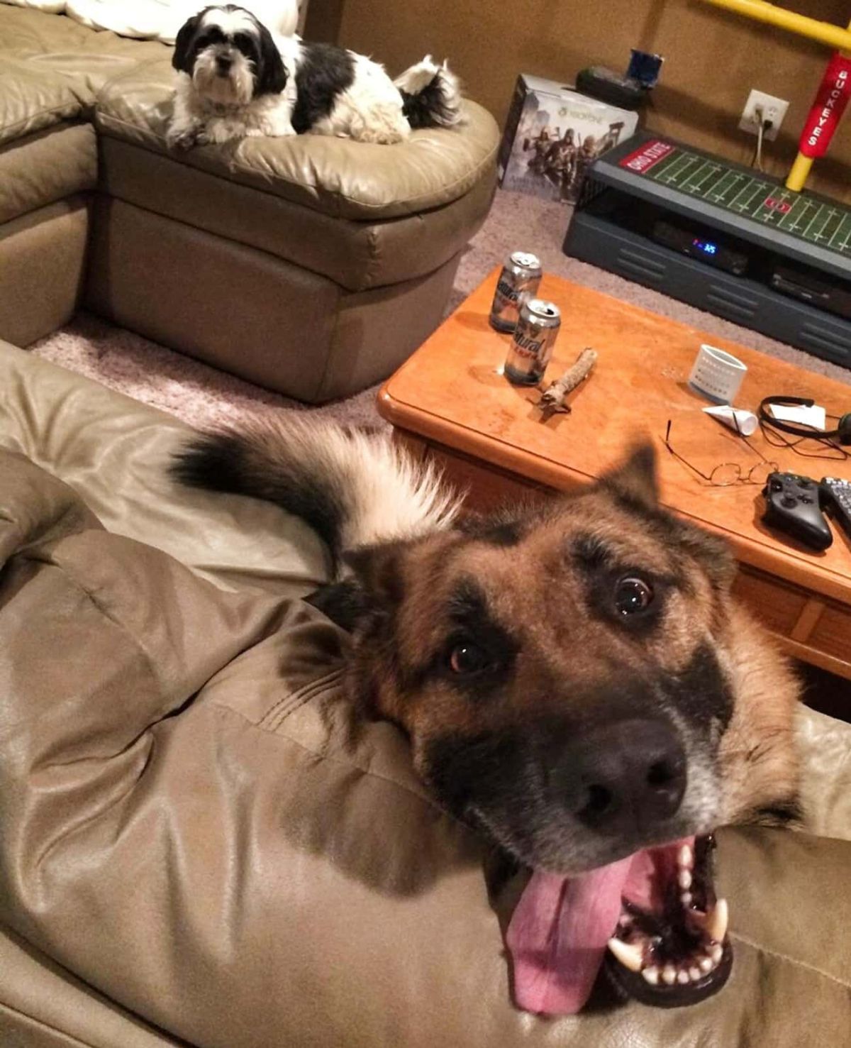 german shepherd on a brown sofa looking up with tongue sticking out while a black and whtie fluffy dog is behind it on a brown sofa