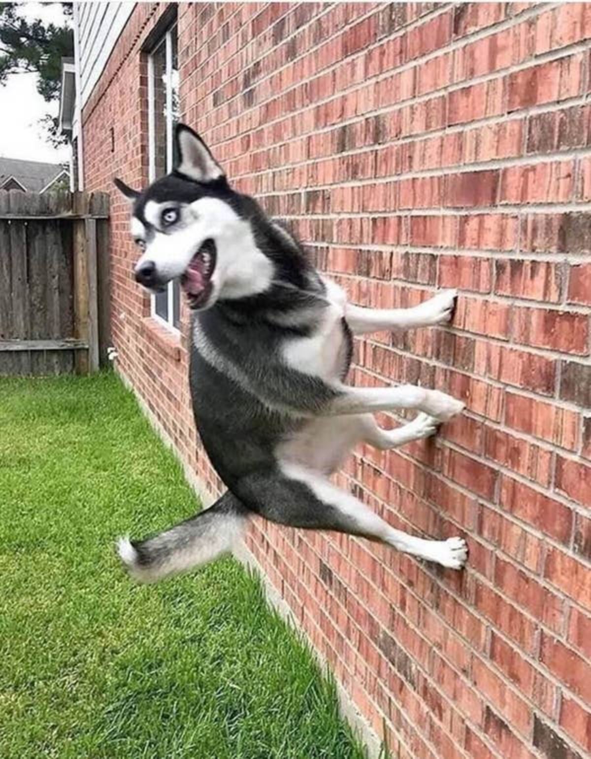 black and white husky standing with all 4 feet on a vertical brick wall