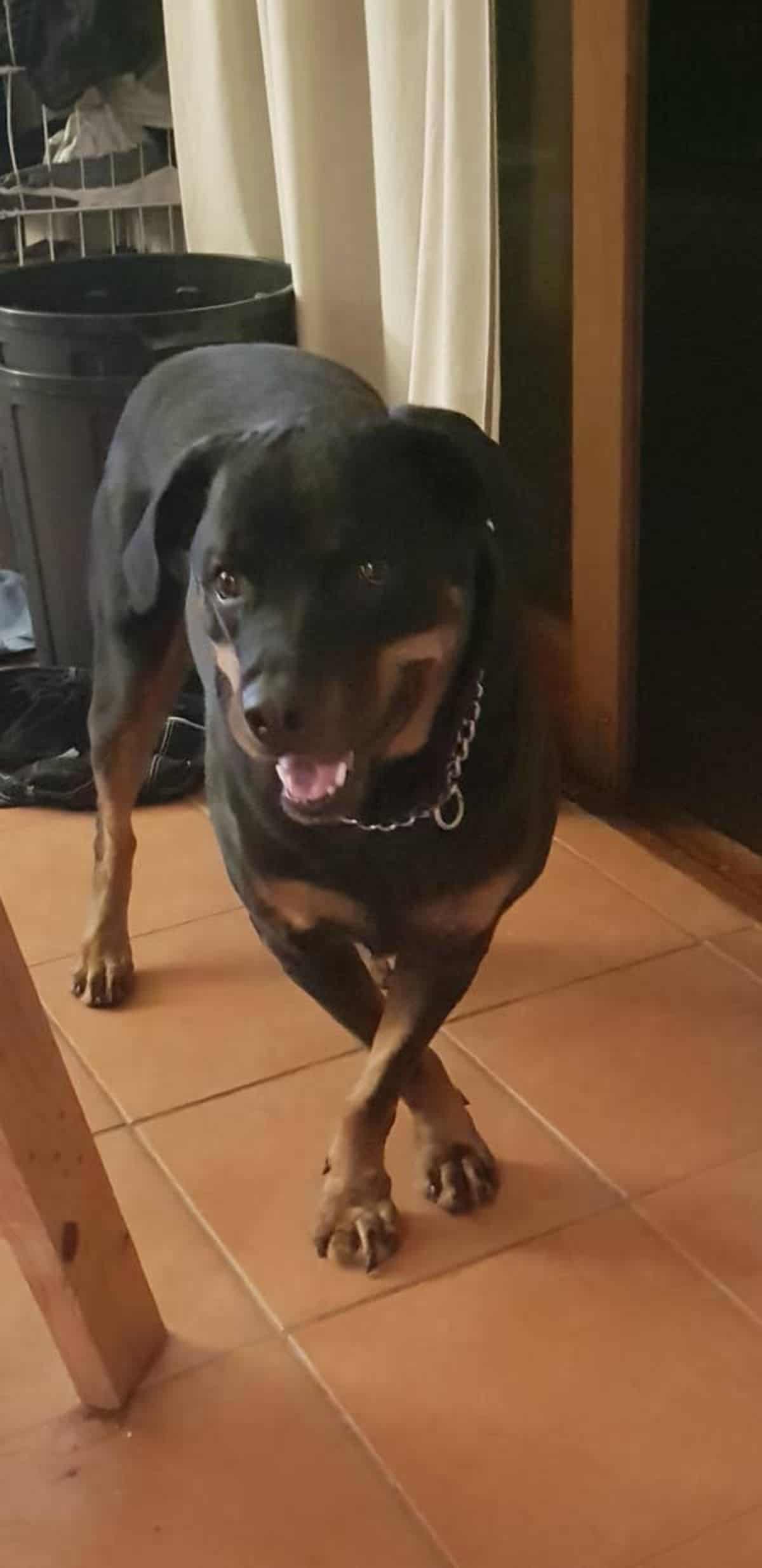 black and brown rottweiler standing with front legs crossed