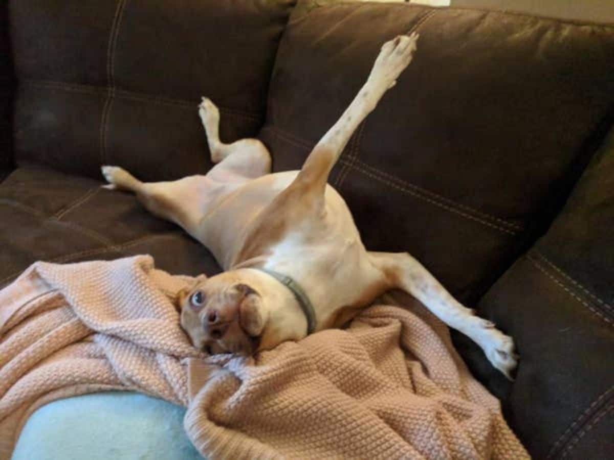 brown and white dog laying on a brown sofa and blanket belly up with eyes widened and one leg extended upwards