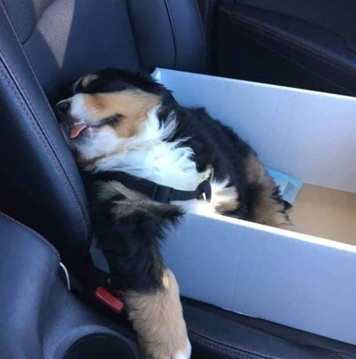 black white and brown fluffy puppy sleeping inside a white box in a car with the head resting on a seat and the tongue sticking out