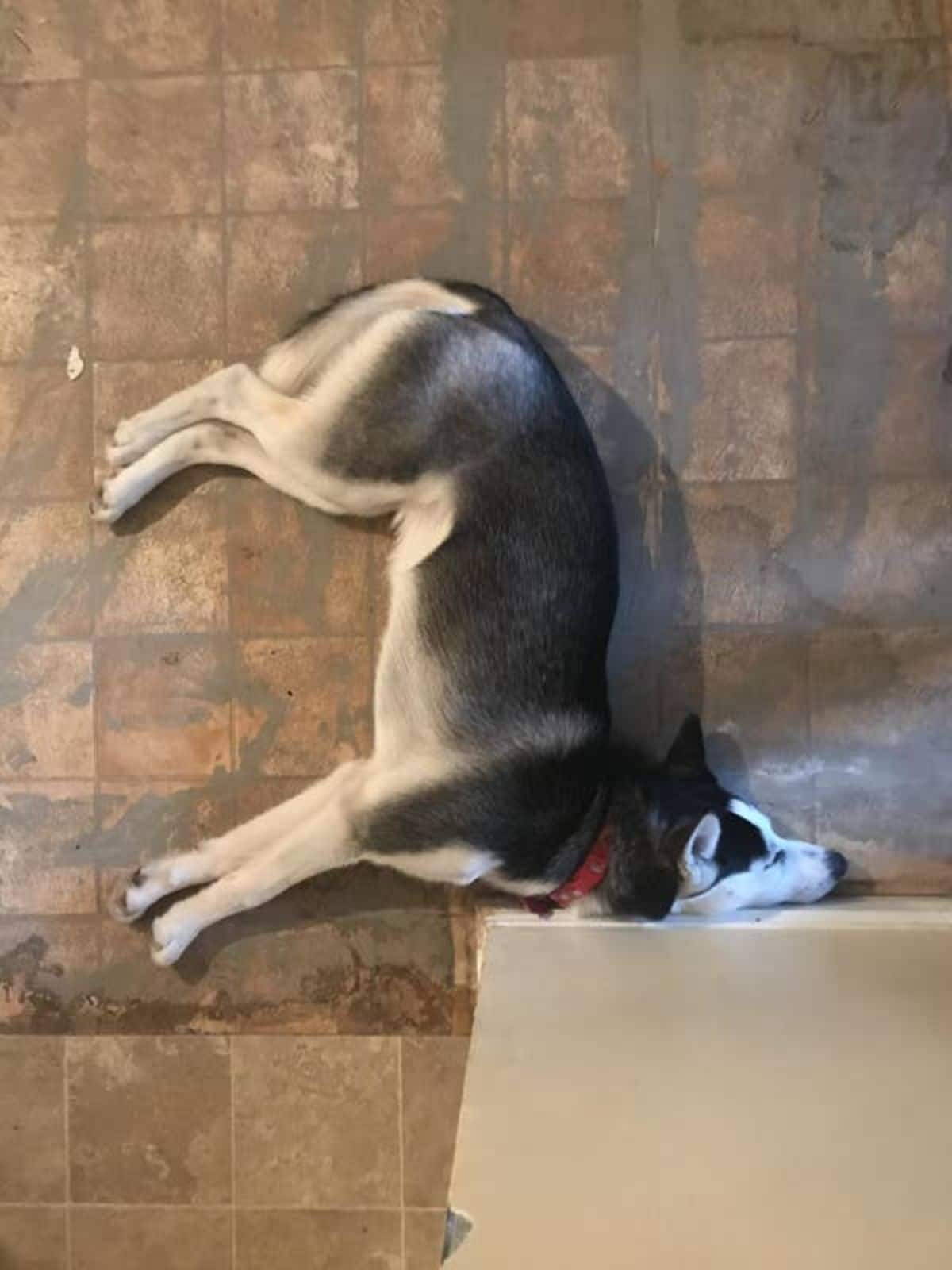 black and white husky laying on the floor with the face turned away and flush with a brown surface