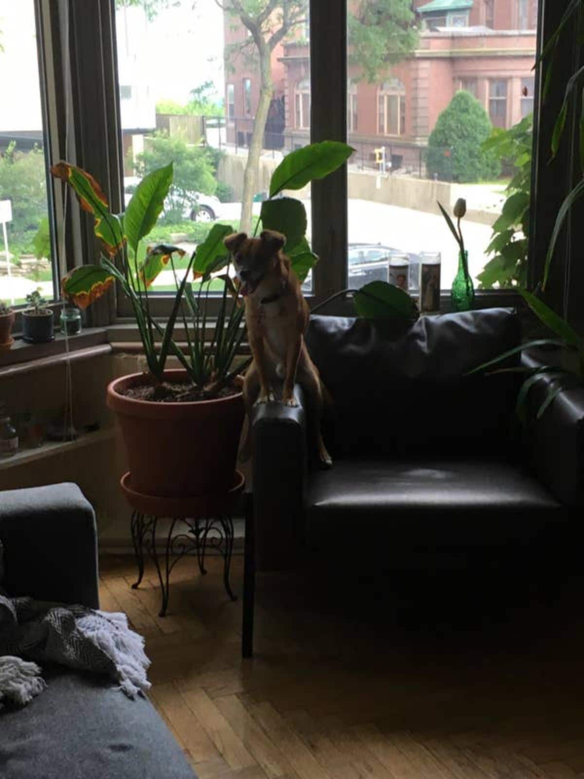 brown dog sitting straddling the armrest of a black sofa next to a potted plant on a black metal stool