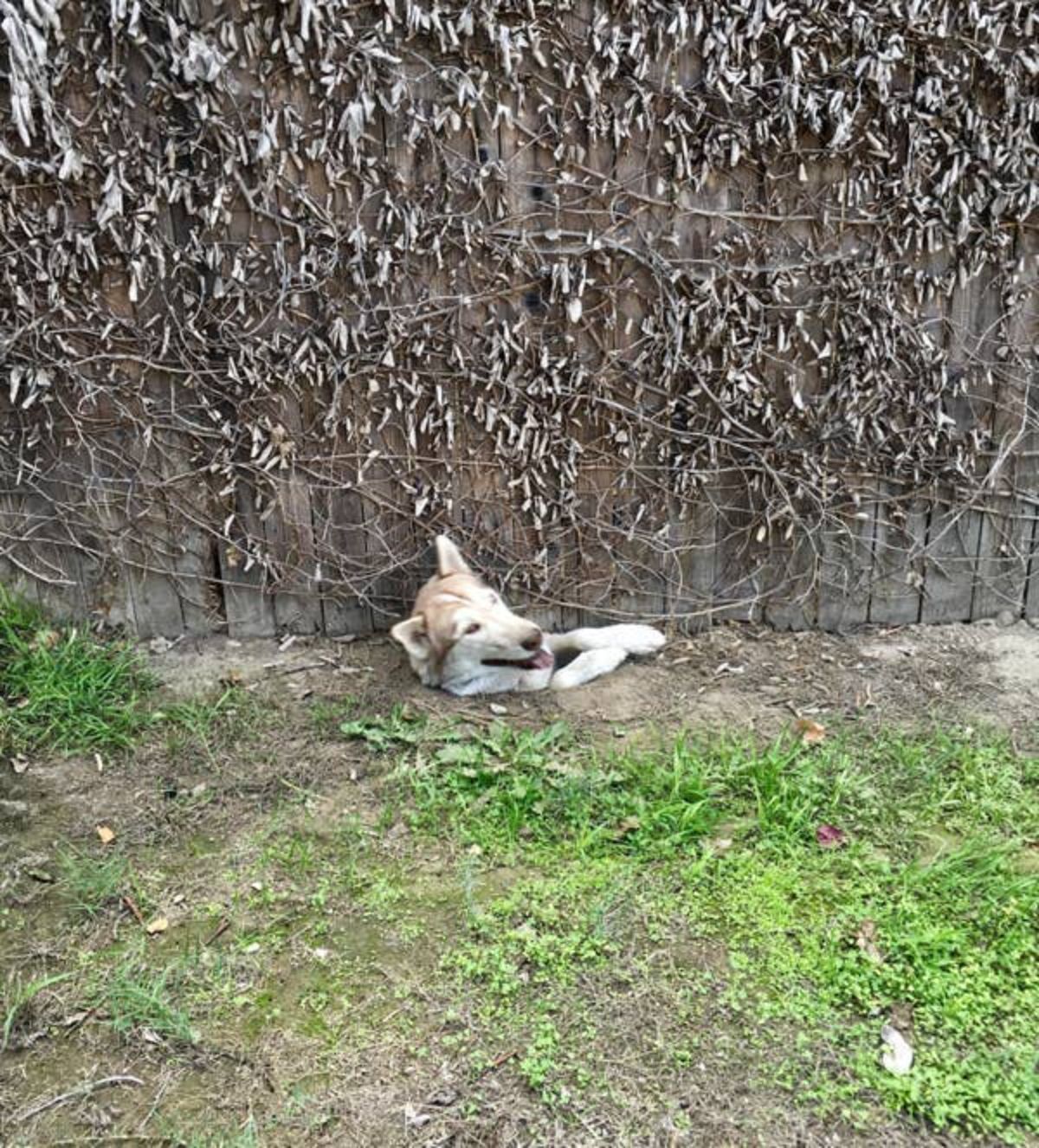 brown and white dog poking head out of hole dug under a brown wooden fence