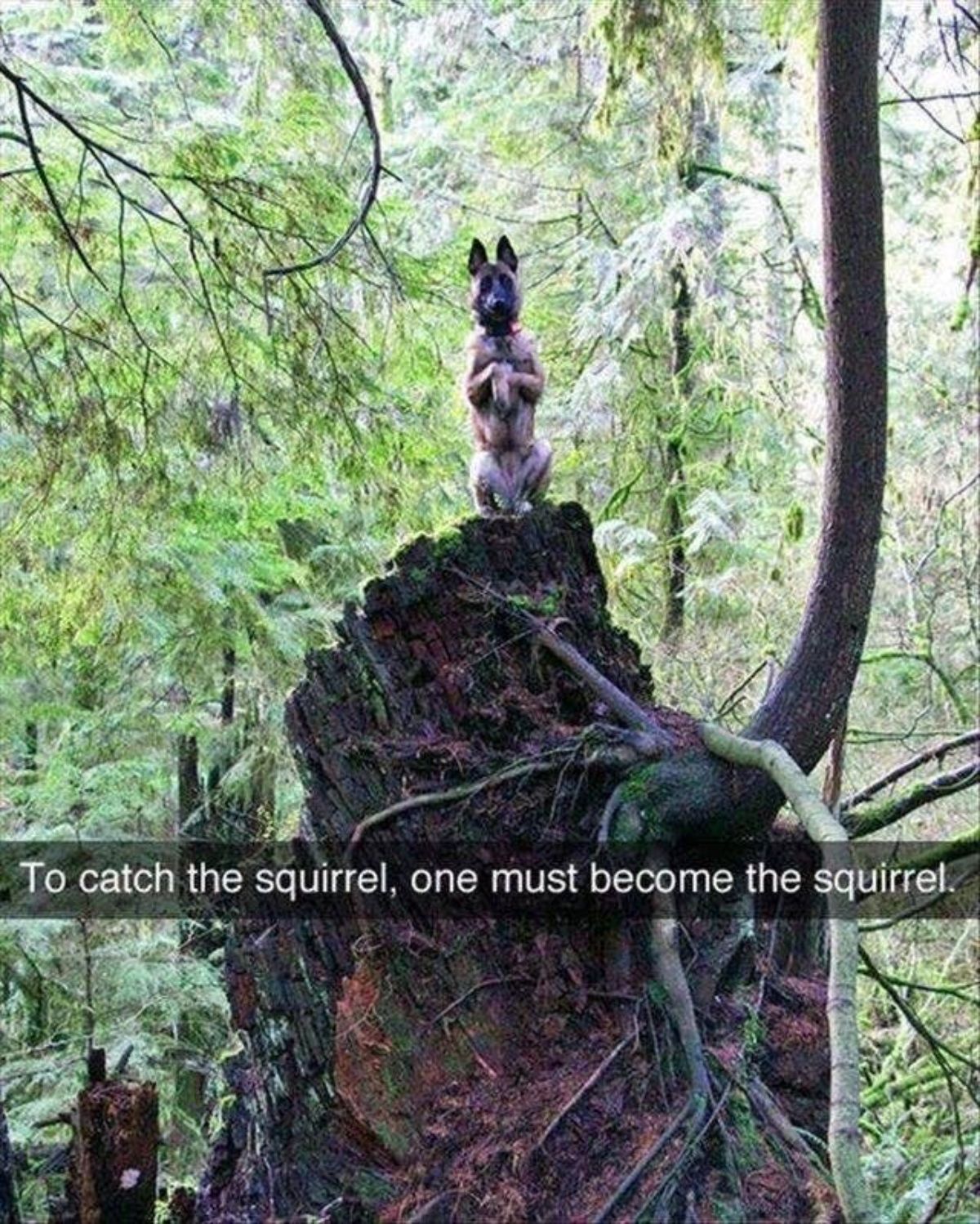 german shepherd perched on a tall rock posing like a squirrel with caption saying To catch the squirrel, one must become he squirrel