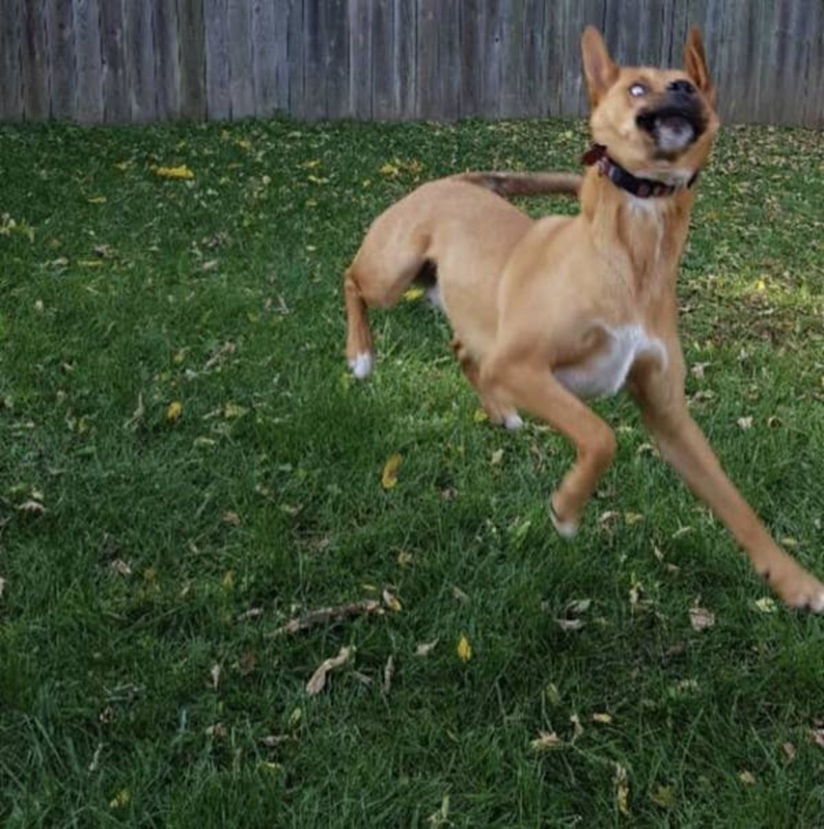 brown and white dog with a black collar caught mid-jump on grass