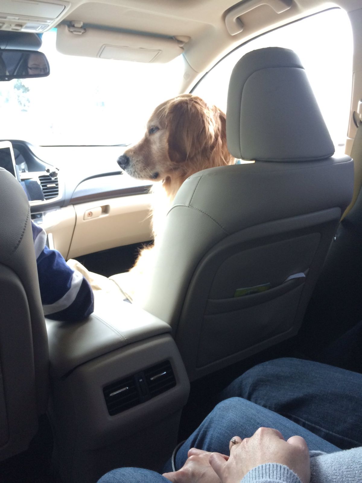 golden retriever sitting in the passenger seat next to a man with 2 people in the backseat
