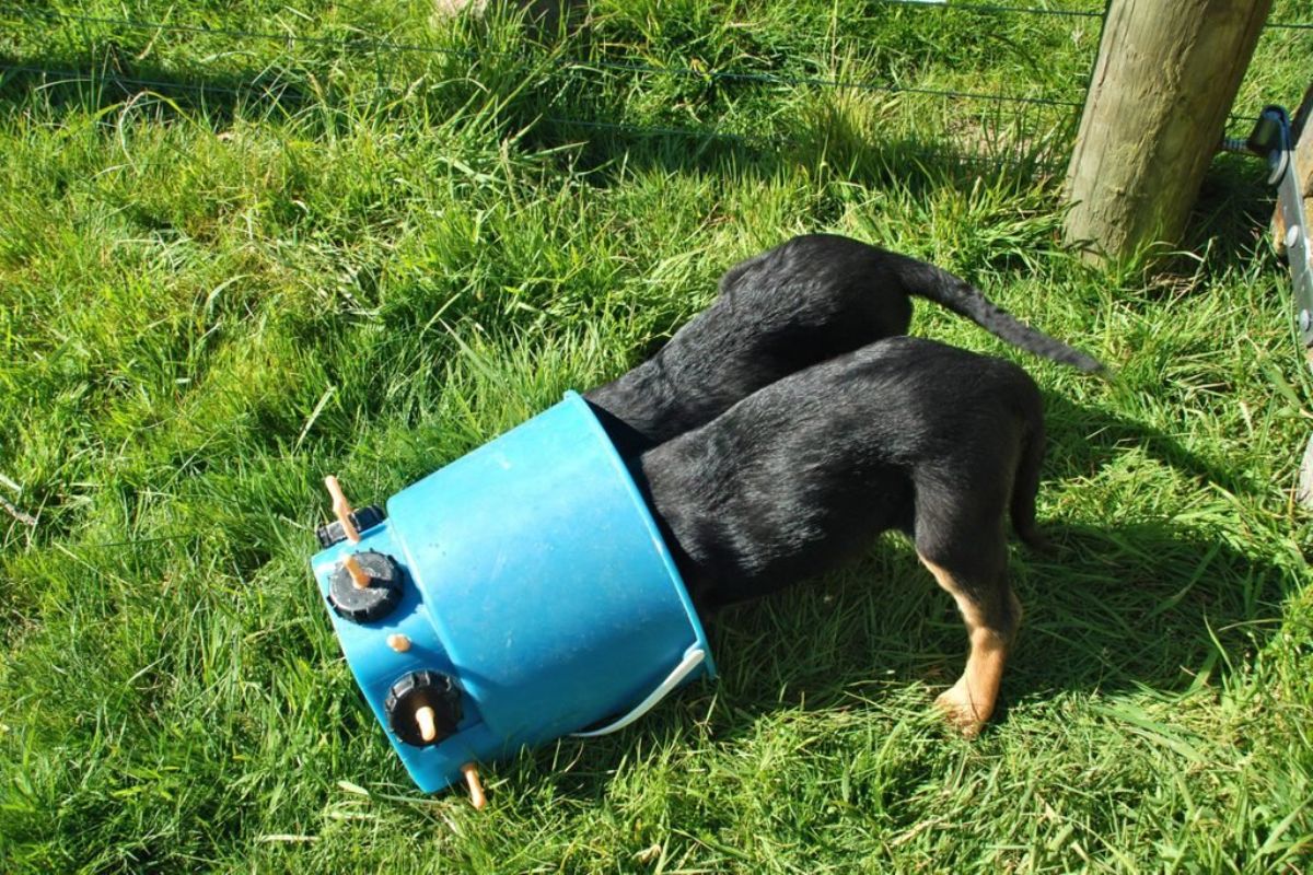 2 black and brown dogs with their heads inside a blue bucket turned sideways