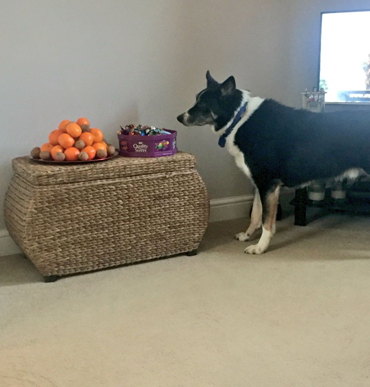 black and white standing next to a wicker chest that has a plate of orange clementines and a purple box of sweets and staring at the fruit