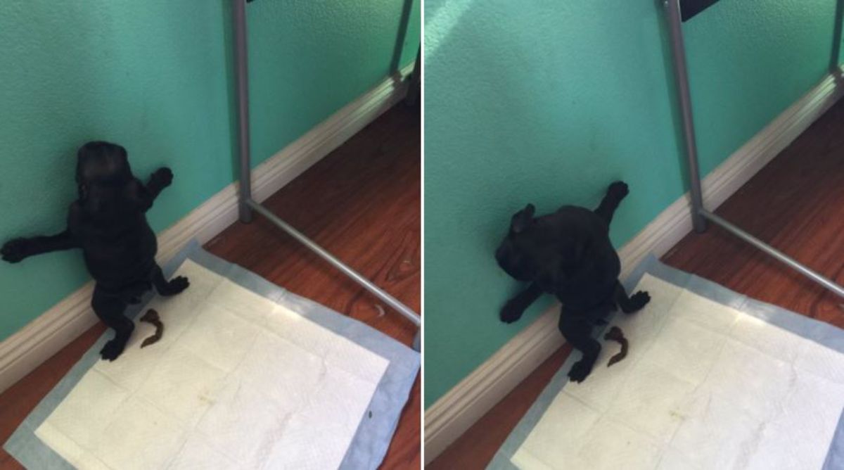 2 photos of a black puppy standing on a puppy pad while hugging the wall