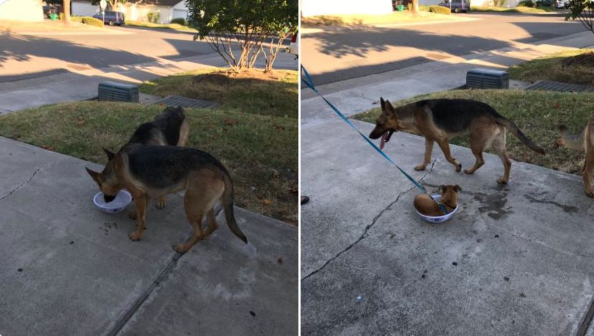 1 photo of 2 german shepherds drinking water out of a white bowl on a path and 1 photo of a brown chihuahua on a blue leash sitting in the bowl next to one of the german shepherds standing nearby