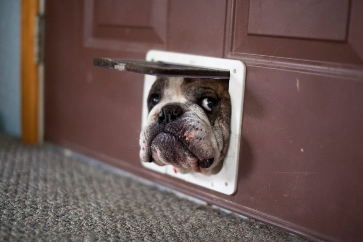 brown and white bulldog with the head peeking out of a white cat door in a brown door
