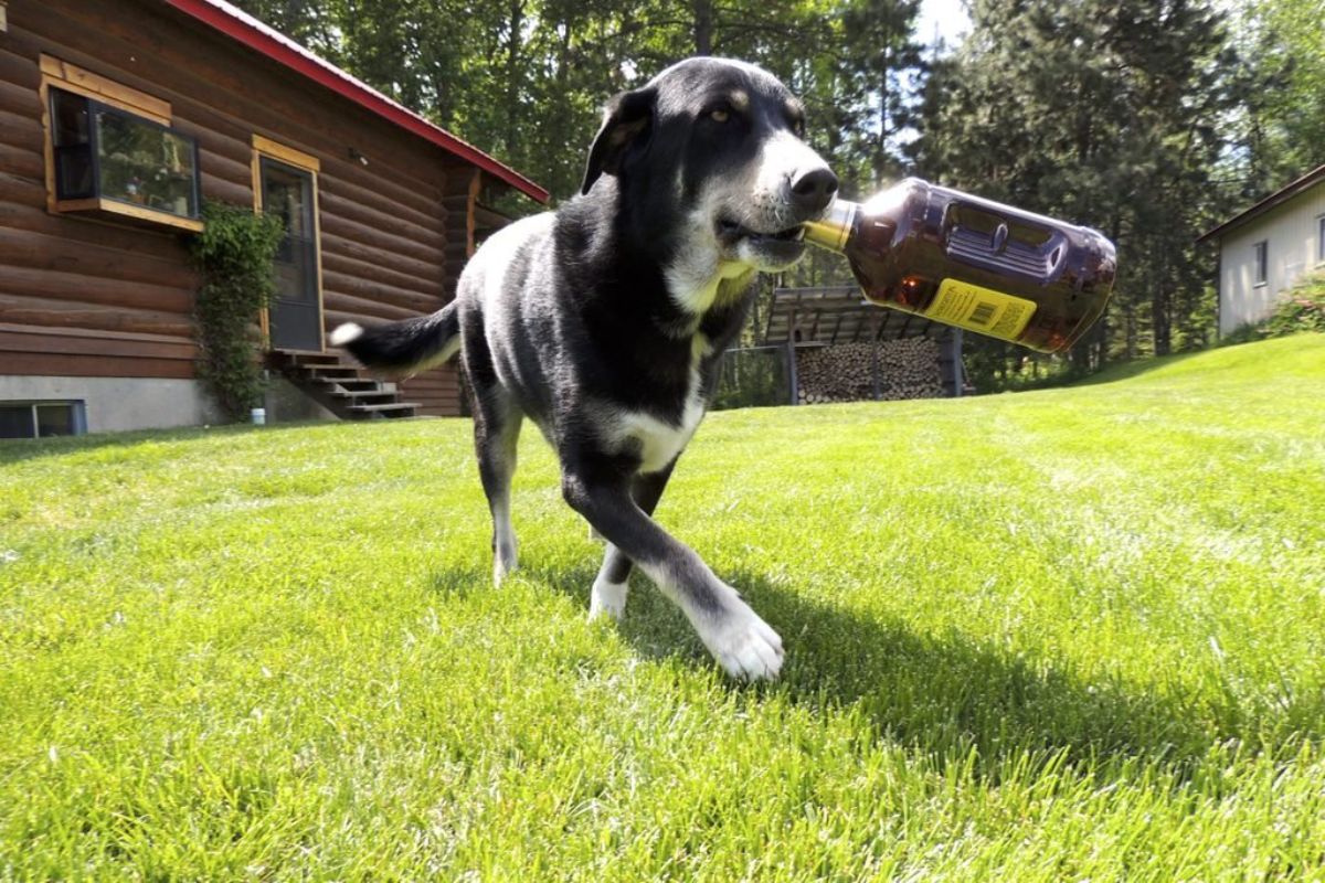 black and white dog walking on grass holding a large and full bottle of alcohol
